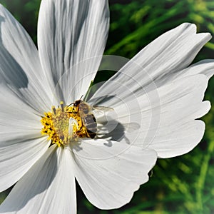 Funny shadow of a bee.