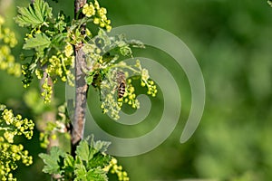 Bee is sitting on cranberry bush