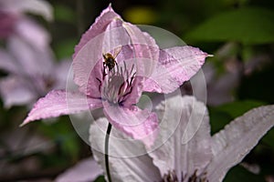 A bee sitting in a delicate purple flower in a summer blooming garden