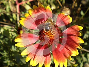 Bee sitting on a flower gaillardia