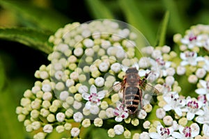 bee sitting on a flower