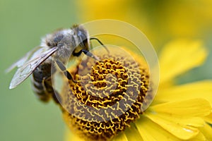 a bee that is sitting on a flower with the petals removed photo