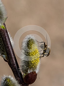 Bee sitting on a flower with yellow pollen