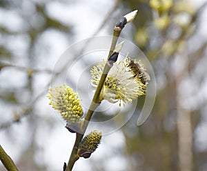 A bee is sitting on a flowering verba branch.