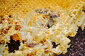 The bee is sitting on a frame with honeys. Sota, working bees with honeycomb honey cells. Texture, background of bee wax