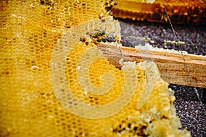 The bee is sitting on a frame with honeys. Sota, working bees with honeycomb honey cells. Texture, background of bee wax and honey