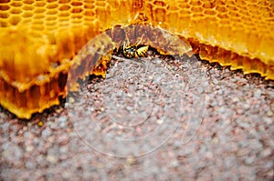 The bee is sitting on a frame with honeys. Sota, working bees with honeycomb honey cells. Texture, background of bee wax and honey