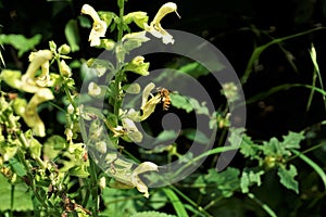 Bee sitting on glutinous sage blossom