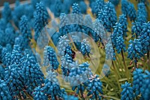 Bee sitting on grape hyacinth