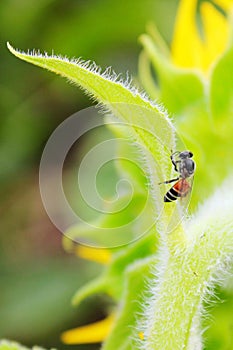 Bee sitting on green leaf