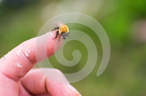 Bee sitting on human finger