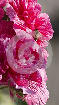 Bee sitting on a pink flower