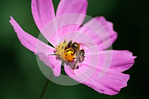 Bee sitting on a pink flower