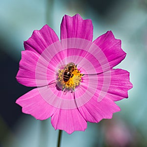 Bee sitting on a pink flower