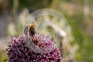 Bee sitting on a pink flower