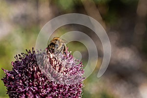 Bee sitting on a pink flower