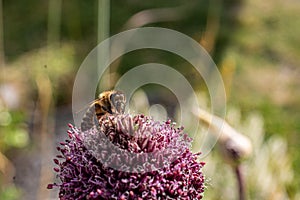 Bee sitting on a pink flower