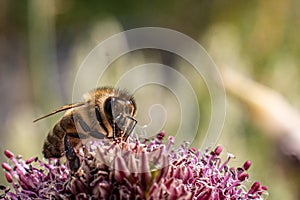 Bee sitting on a pink flower