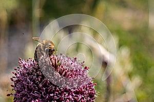 Bee sitting on a pink flower