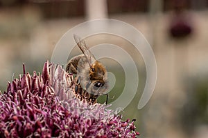 Bee sitting on a pink flower