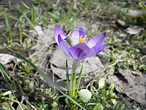 Bee sitting in a purple crocus flower