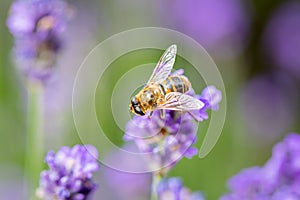 Bee sitting on purple flower