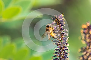 Bee sitting on purple flowers of Desert false indigo with yellow stamens