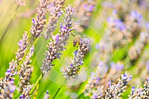 Bee sitting on purple lavender flowers. Selective focus