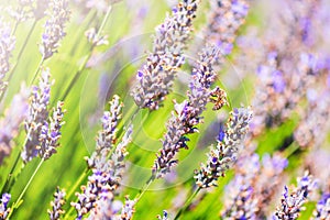 Bee sitting on purple lavender flowers. Selective focus