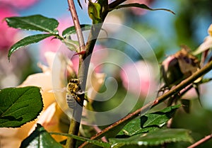 A bee sitting on a rose stem with thorns and leaves