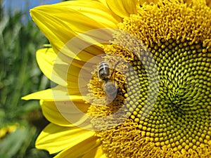 Bee is sitting on the sunflower