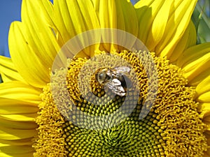 Bee is sitting on the sunflower