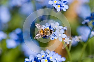 Bee sitting on top of a blue flower