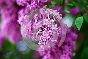 Bee sitting on top of a lilac flower. Blossom lilac flowers in spring in garden. branch of Blossoming purple lilacs in spring. Blo