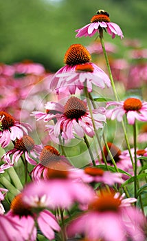 Bee sitting on top of pink flower