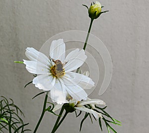 A Bee sitting on a white Cosmea flower