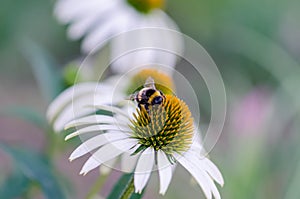 Bee sitting on white echinacea flower