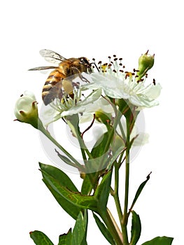 Bee sitting on a white flower isolated on white