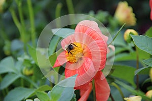 A bee sitting on a yellow core of a beautiful gentle pink flower.