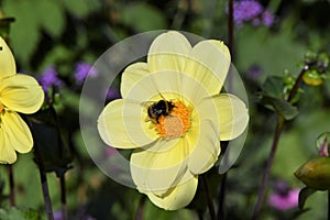 A bee sitting on a yellow flower bidens bipinnata collects honey photo