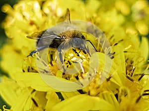 Bee sitting on a yellow flower and collects nectar macro