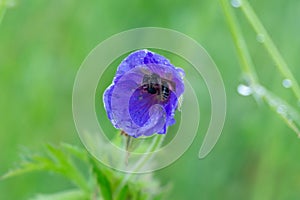 Bee sleeping hidden in the purple flower in nature.