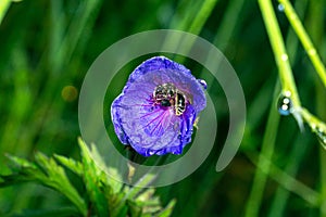 Bee sleeping hidden in the purple flower in nature.