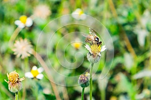 Bee small holding flower yellow small