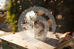 Bee smoker smoking img