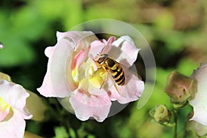 Bee on a snapdragons