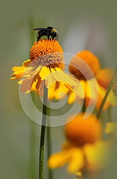 Bee on a sneezeweed flower photo