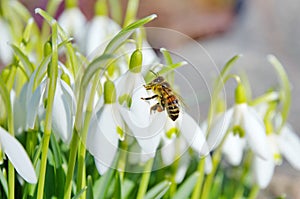 Snowdrop flowers with bee photo