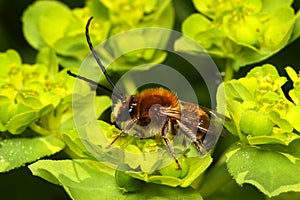 Bee species Eucera longicornis comon name solitary miner bee