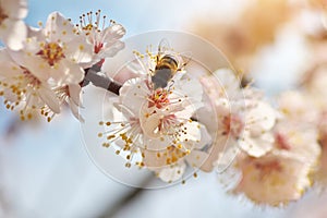 Miel de abeja sobre el primavera albaricoque flor 